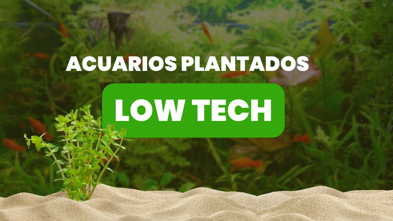 Acuarios Plantados Low Tech: Guía para un Acuario de Plantas Saludable